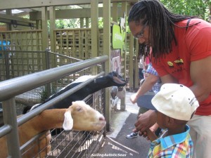 Angel and Daddy Feeding a Goat